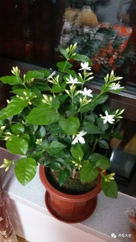 澆水加點小蘇打