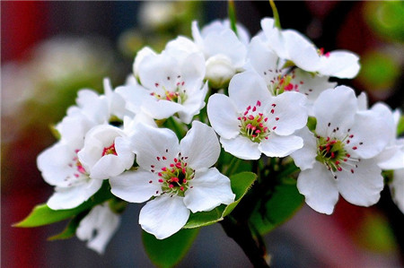 梨樹的花期前養(yǎng)護