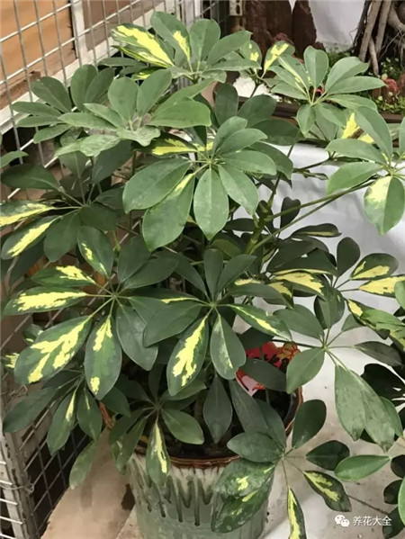 掉葉子原因：光照不當(dāng)