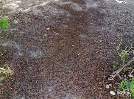 用松針土制作水培營(yíng)養(yǎng)液