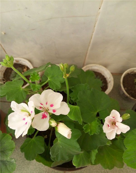 扦插時(shí)可以使用生根水