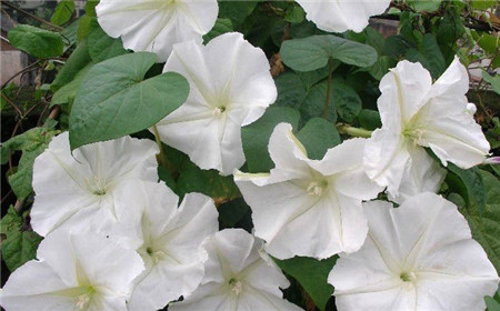 月光花的開(kāi)花時(shí)間