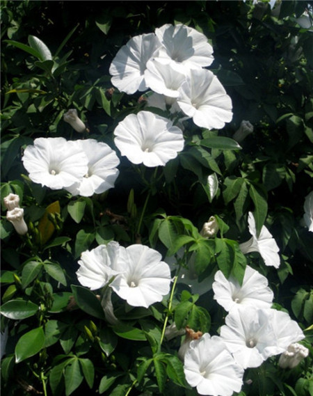 月光花開(kāi)花什么樣子