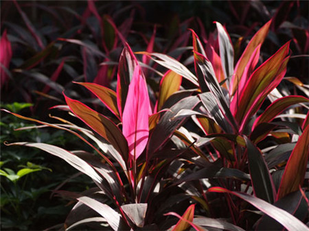 朱蕉扦插繁殖的時(shí)間