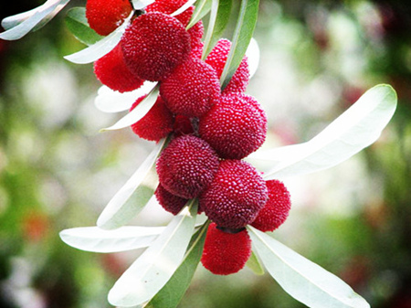 楊梅的藥用價(jià)值