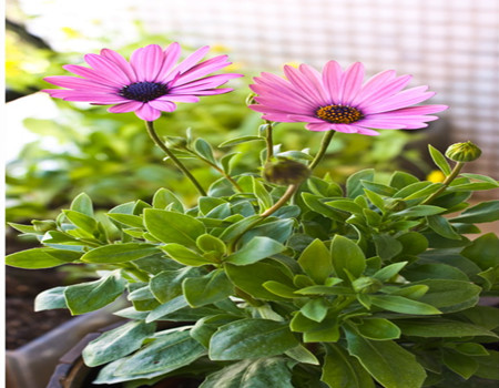 藍(lán)目菊的病蟲(chóng)害