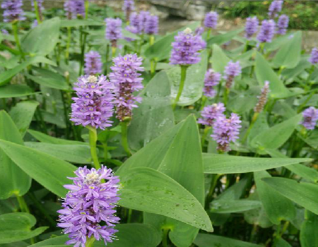 再力花的花的形狀