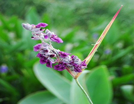 再力花的生長環(huán)境的區(qū)別