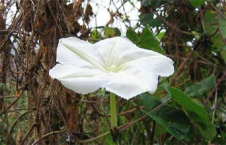 月光花的繁殖要求