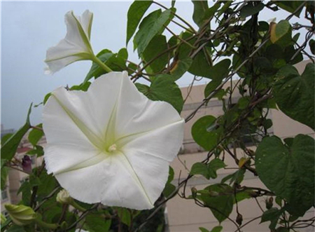 月光花永久的愛(ài)