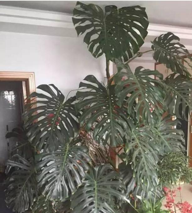 龜背竹長(zhǎng)大