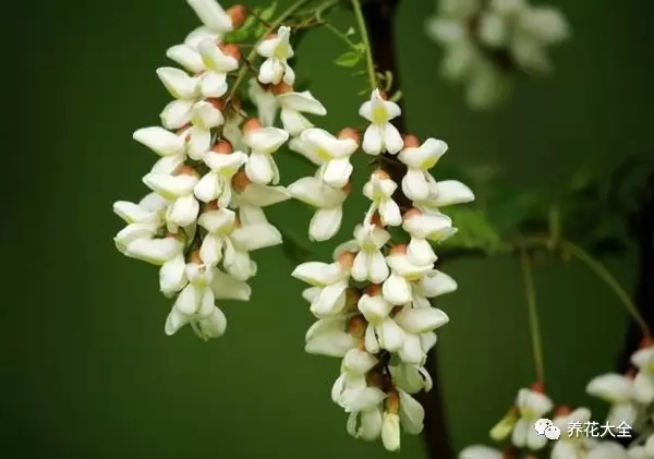 將開(kāi)未開(kāi)的槐花