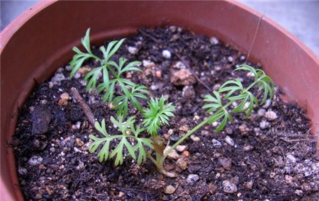 黑種草養(yǎng)殖的注意事項(xiàng)