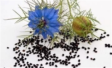 黑種草籽的藥用價值