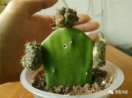 機(jī)器人仙人球