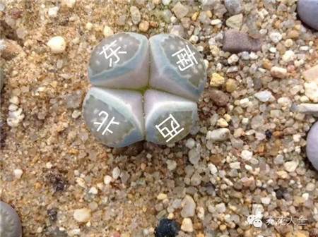 東西南北生石花