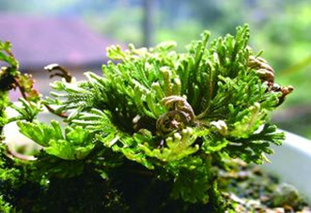 卷柏的生長(zhǎng)