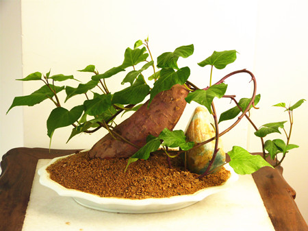 自己動手做地瓜盆景