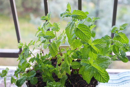 陽臺(tái)薄荷