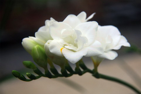 香雪蘭養(yǎng)護方法