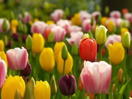 郁金香開花的處理方法