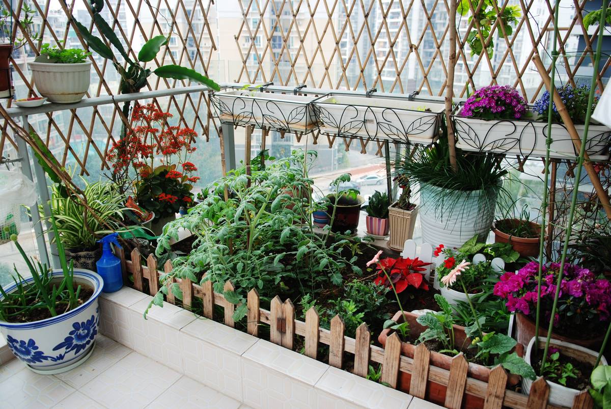 陽(yáng)臺(tái)種菜的朝向