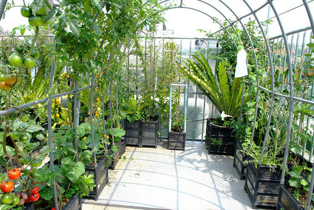 陽(yáng)臺(tái)種菜之東西向陽(yáng)臺(tái)