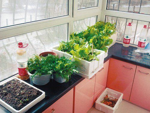 陽(yáng)臺(tái)種菜之北向陽(yáng)臺(tái)