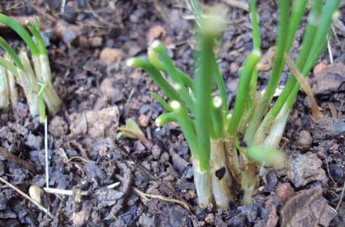 陽臺種菜—香蔥的養(yǎng)護(hù)