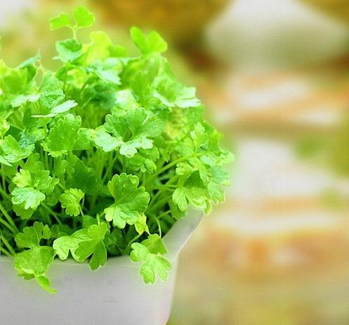 香菜種植方法 陽(yáng)臺(tái)種菜