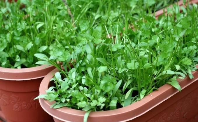 香菜的育苗方法 陽(yáng)臺(tái)種菜