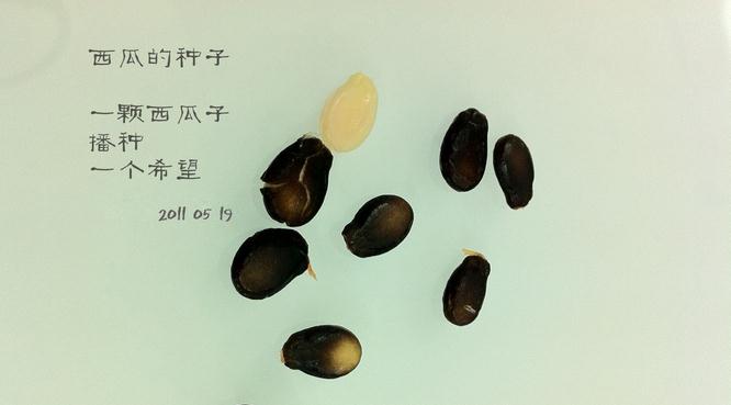 西瓜種子-陽(yáng)臺(tái)種菜
