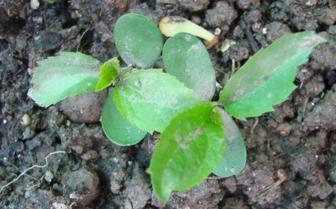 西瓜小苗-陽(yáng)臺(tái)種菜