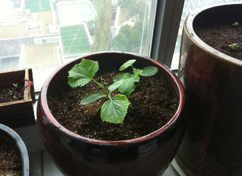 黃瓜小苗-陽臺(tái)種菜