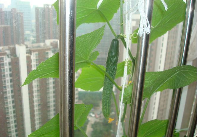 黃瓜-陽臺(tái)種菜