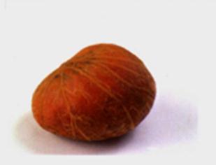 發(fā)財(cái)樹(shù)種子