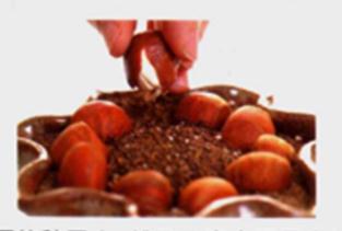 發(fā)財(cái)樹(shù)種子排列