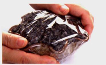 發(fā)財(cái)樹(shù)種植-覆蓋薄膜