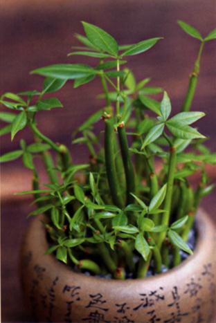 發(fā)財(cái)樹(shù)美圖