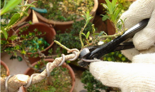 金銀花枝干修剪