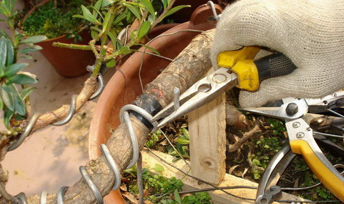 金銀花修剪處理