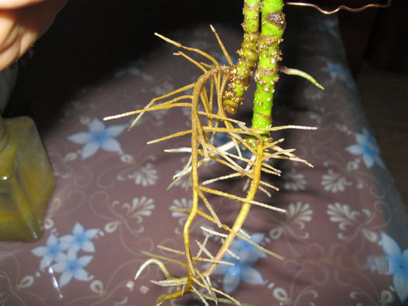 鴨腳木水培生根