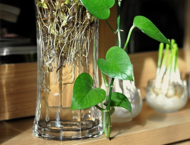 水培綠蘿枝條