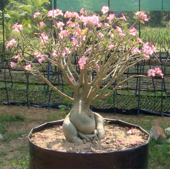 沙漠玫瑰形態(tài)特征