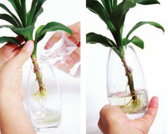 為植物補(bǔ)充水分