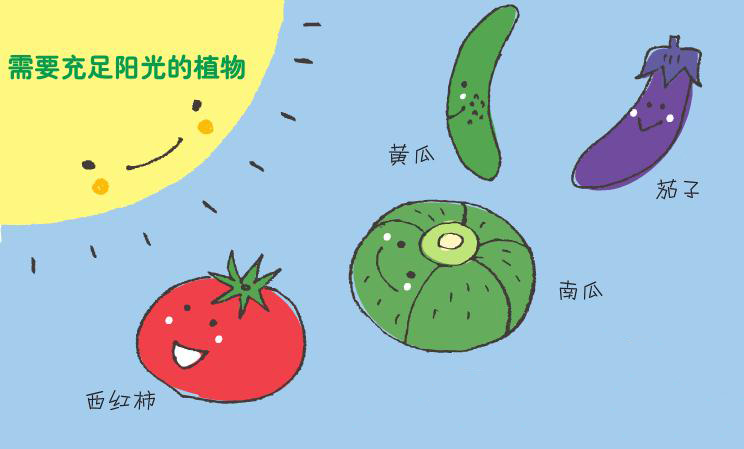 需要陽光的蔬菜