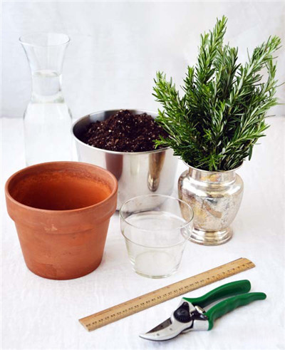 迷迭香水培準備材料