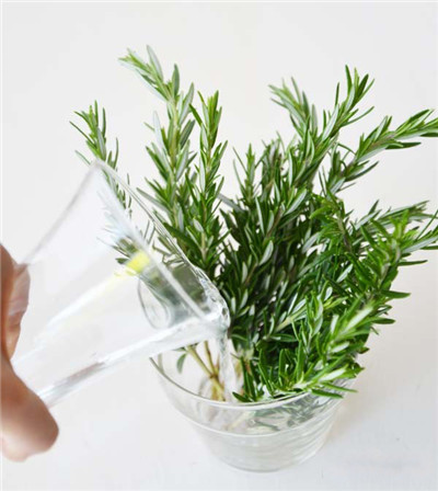 迷迭香水培：加水