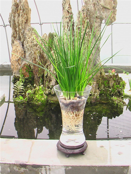 蔥蘭可以水培嗎？