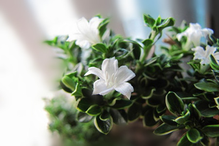 六月雪盆景的養(yǎng)護(hù)要點(diǎn)